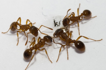 Уничтожение муравьев   в Новосиньково 